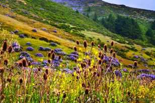 Flowers along the Lost Coast-7124 Flowers along the Lost Coast-7124